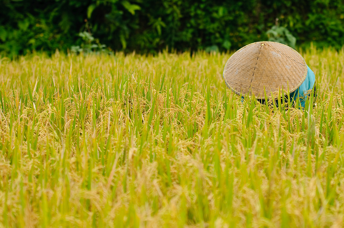 rice harvest bali indonesia
