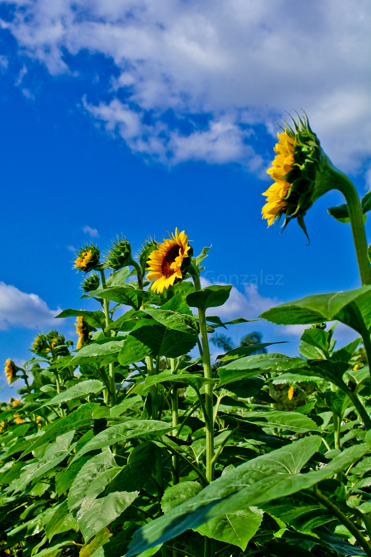 Sunflowers girasoles Flores Flowers farmlands