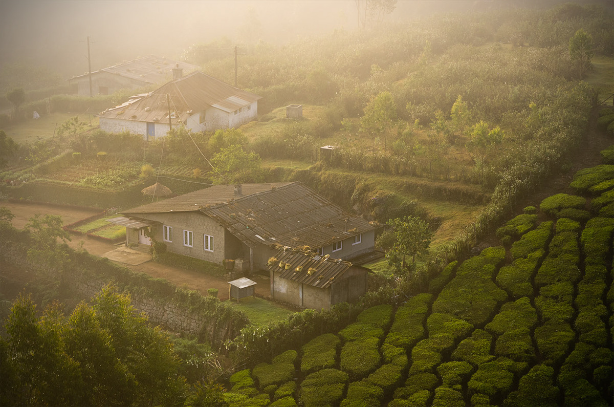 India  Munnar  tea teaplantation  fog  farmer  beedi  pentax k-5