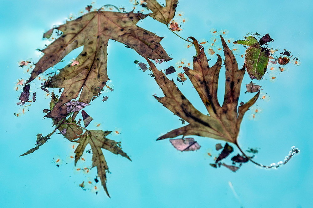 Lindsey Best Loose Leaves macro color still life Landscape leaves water detail