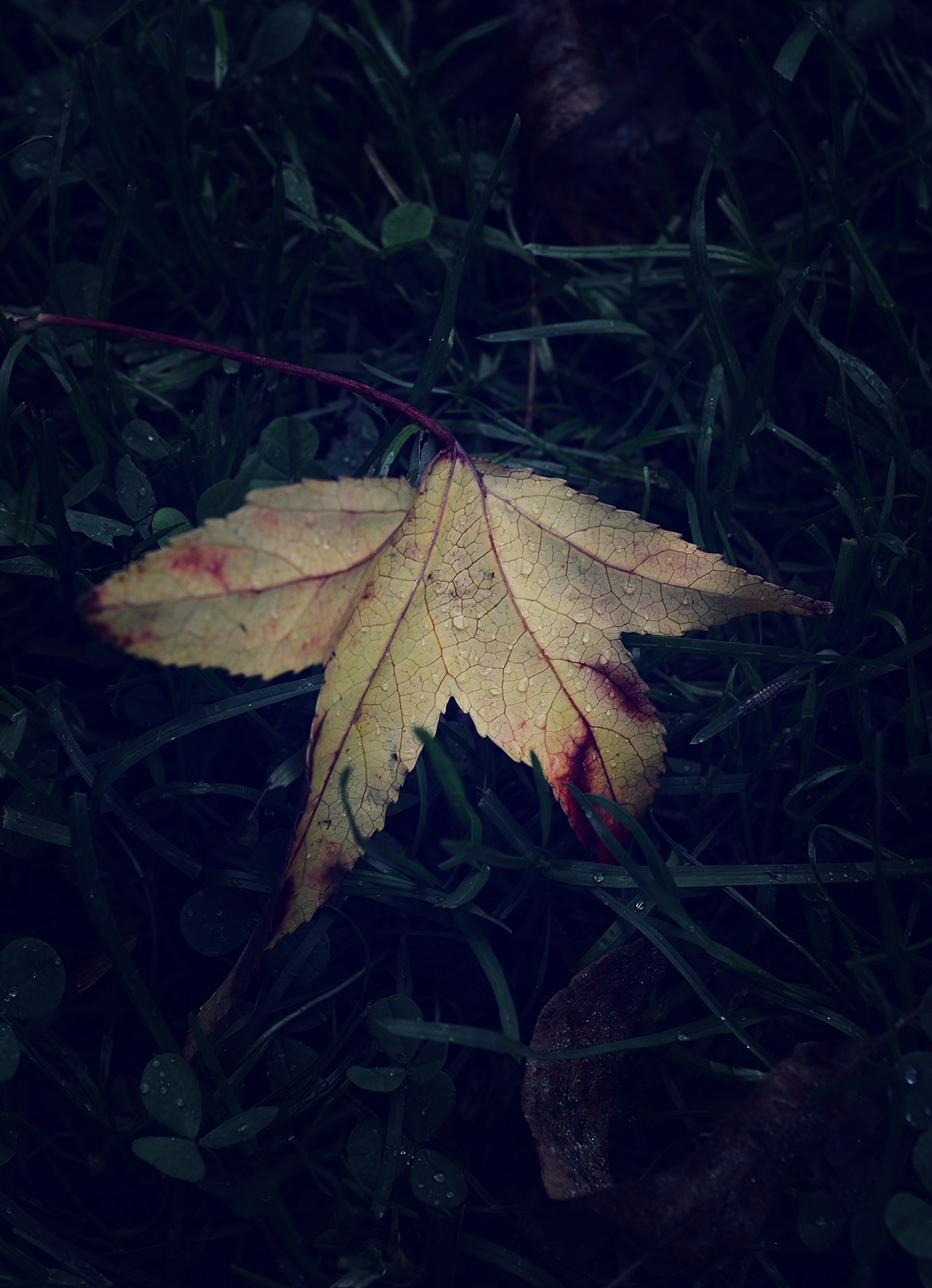 autumn Fall Nature leaves Tristesse