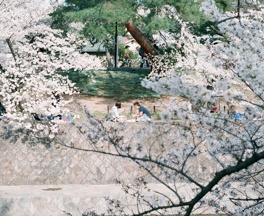 japan film photography spring sakura Lovers medium format 120 film