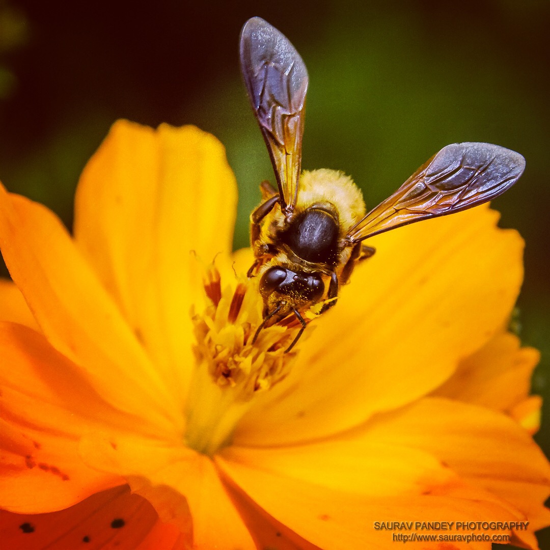 pollination pollinate pollinators flower petals stamen bee insect Pollen orange macro closeup