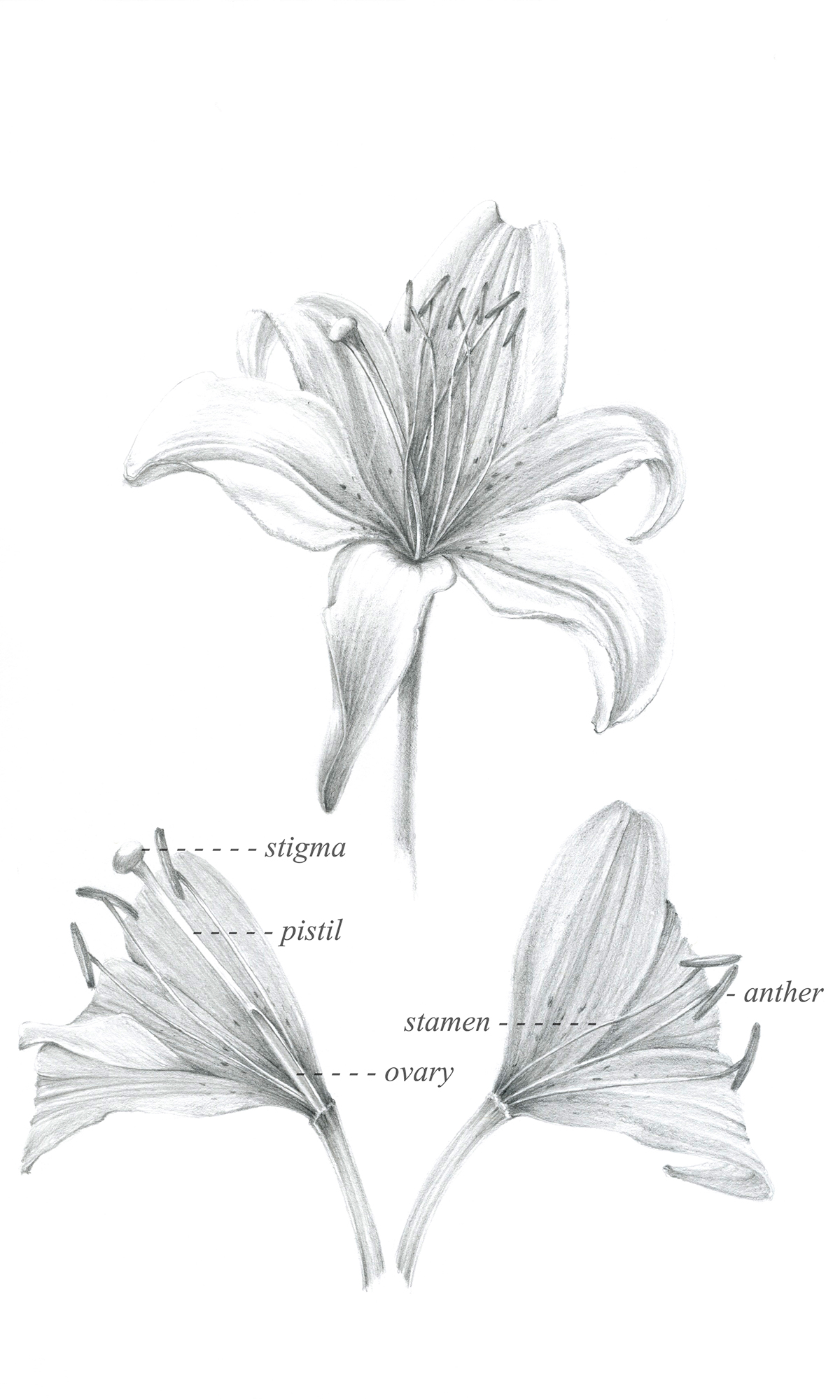 Pencil drawing book illustrations plants botanical