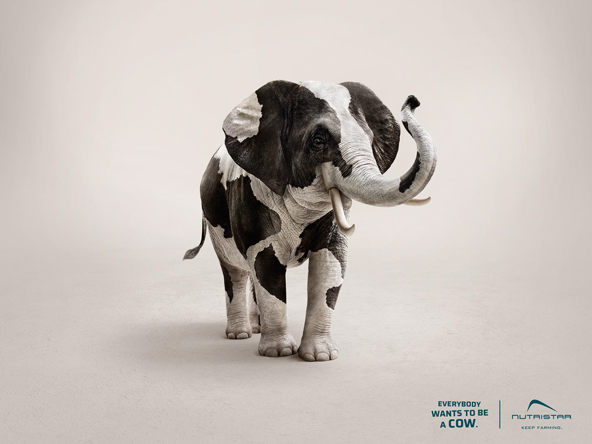Advertising  animal CGI cow deer Digital Art  farm nutristar print adv Rooster