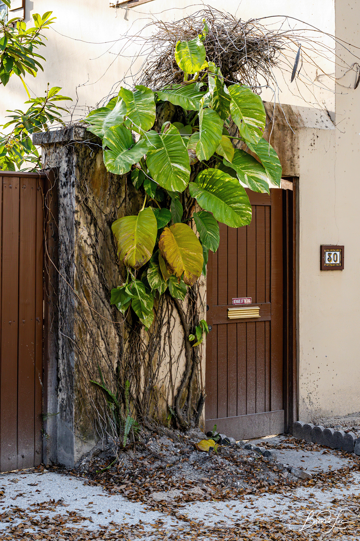 doorway Photography  Nature Travel architecture home pathway alley St. Augustine back roads