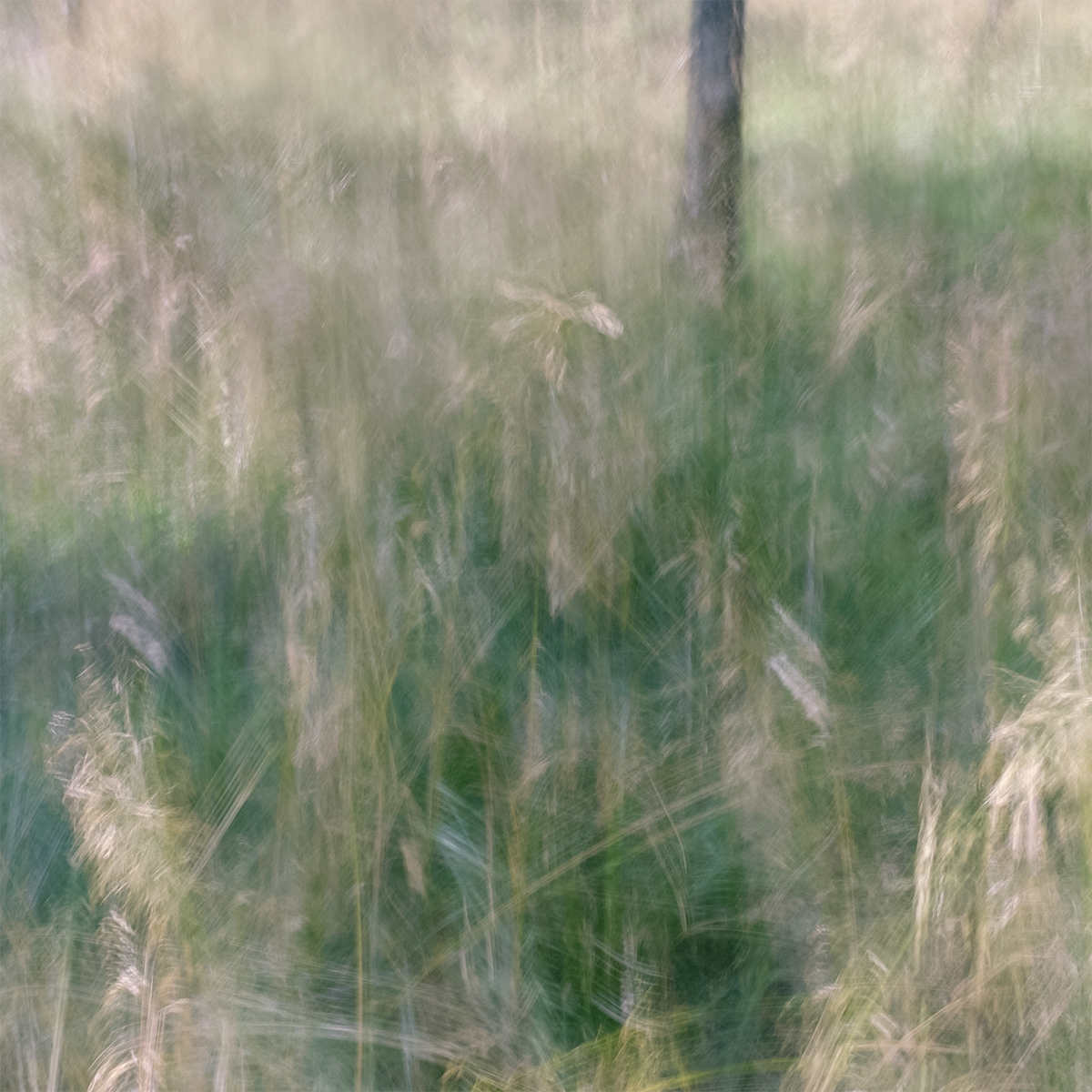 Anders Stangl Photography art fine art ICM impressionism Landscape Nature summer Impressionist photography intentional camera movement