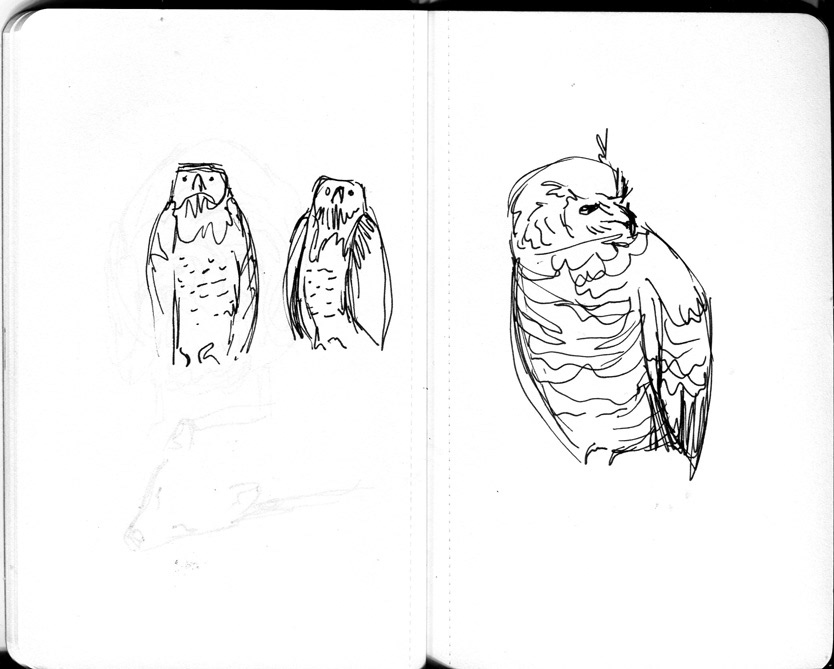louise hubbard Illustrator birds eagles owl Meerkats wolf EMU birds of pray drawings pen moleskine exotic birds Flying wings