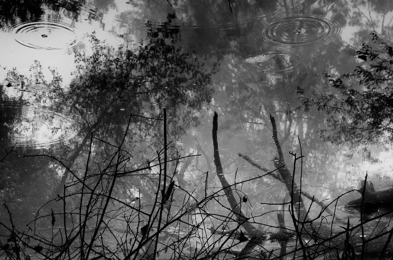 jungle India Chandigarh Landscape naure trees water pond leaves woods digital bnw black and white solitude Mono