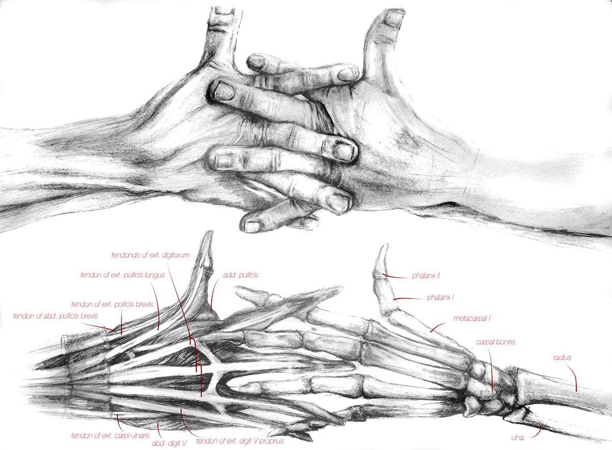 anatomy diagramatic body Yoga Human Form