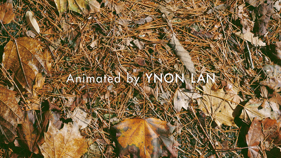 Fall foliage autumn leaves stop motion experimental ynon lan america new jersey animation 