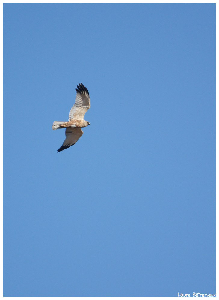 audomarois bird cigogne heron Marais Nature OIE Photography  rapace wildlife