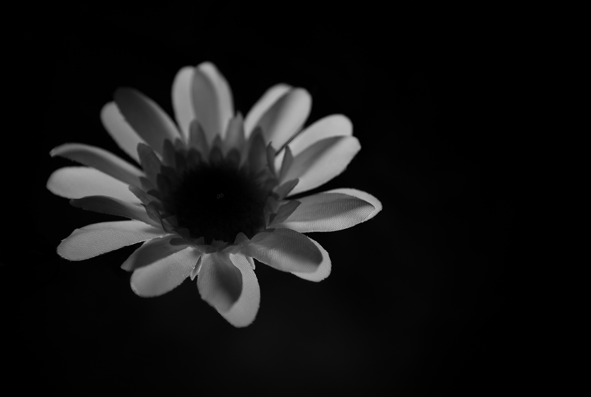 Flowers black and white portraits Nikon full frame flower daisy adobe black White