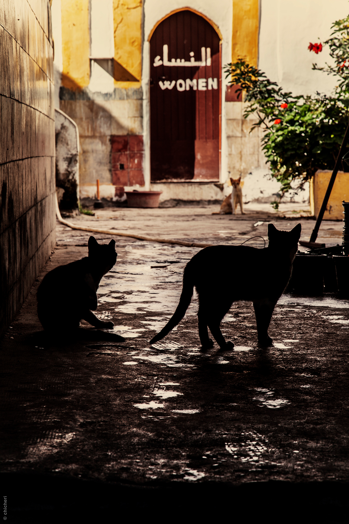Essaouira Morocco marcoc Travel Cat cats dog people color Street streets black