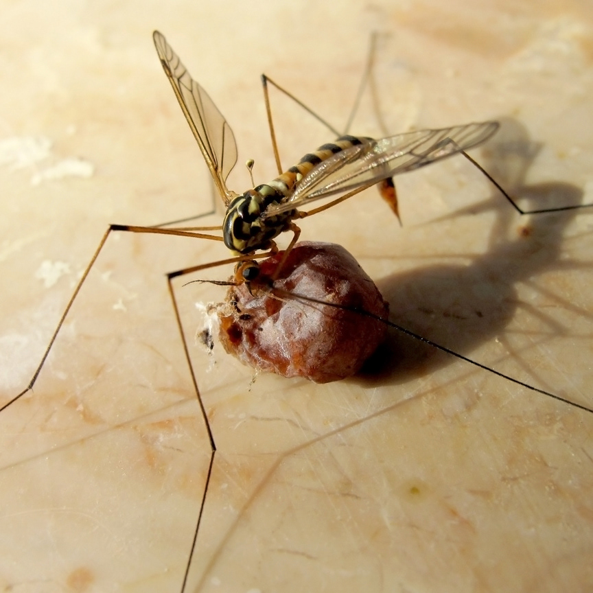 insect Arachnid  spider Cricket Fly  wasp hornet snail Grasshopper mantis  weevil portrait beetle harvestman ant