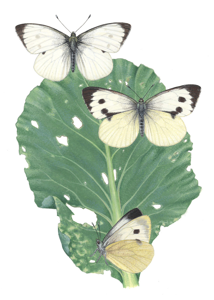 scientific illustration butterflies gouache Nature handmade