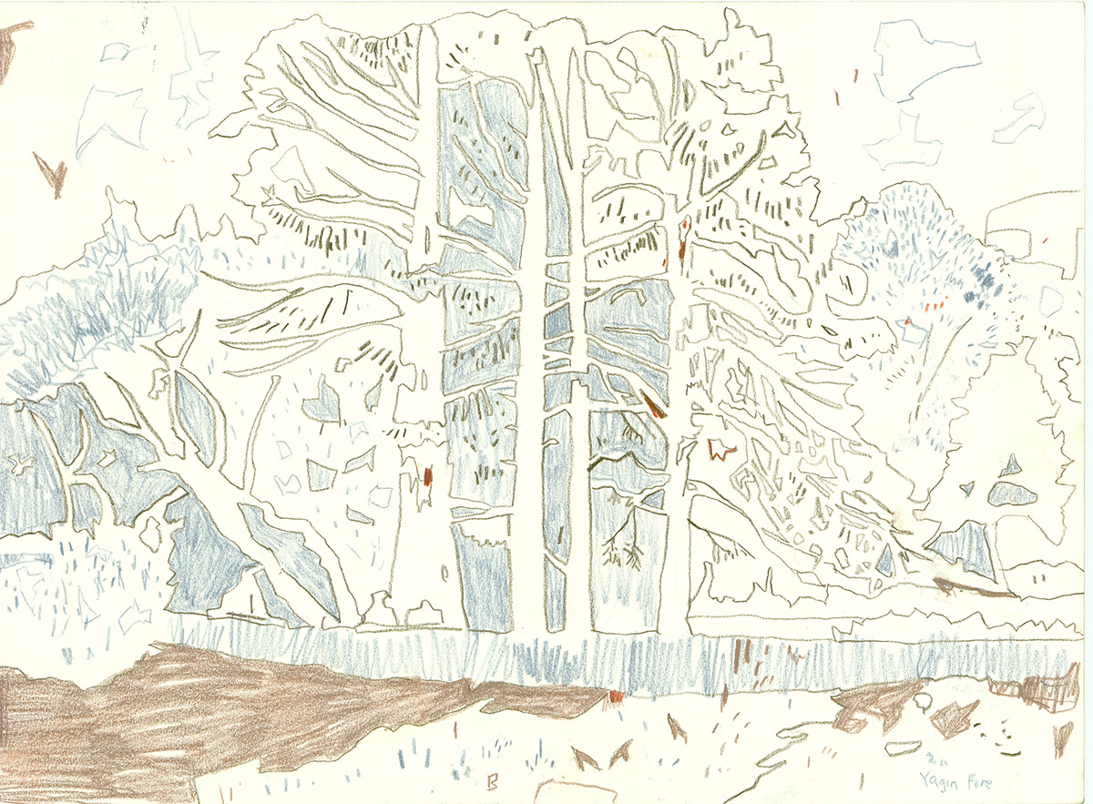 drawings trees
