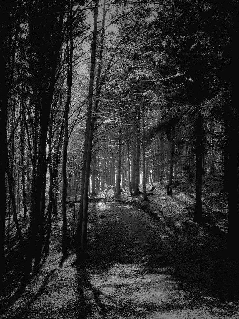 forest  scary forest  dreamy forest  german forest
