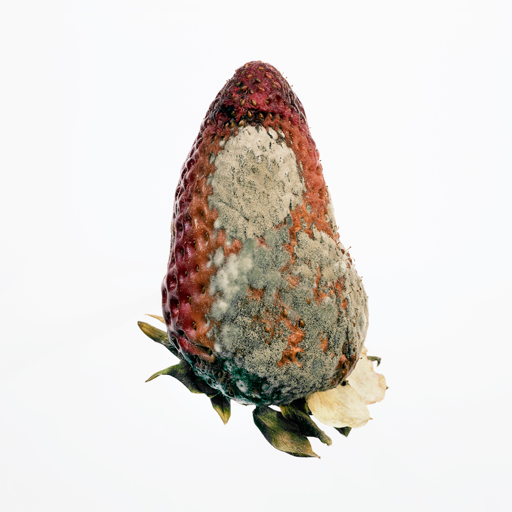 strawberry Fruit phaseone studio still life Decomposition mould rot fungus dead