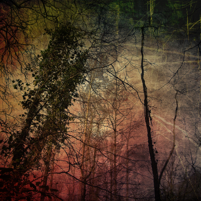 trees woodland Forests grunge