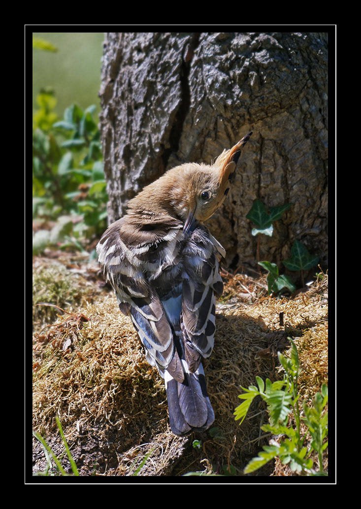 Huppes Huppes fasciées Isabelle Cros offrandes parades quercy animalier