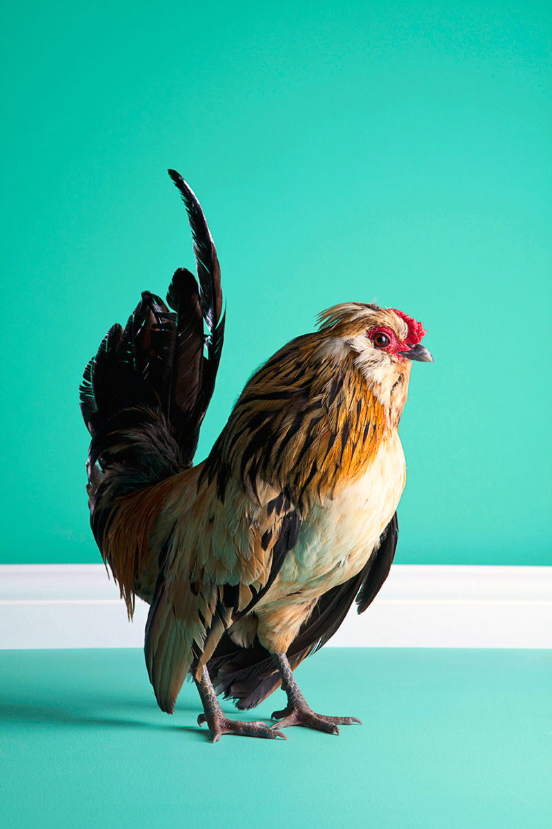 chicken Still life poultry mitch payne studio