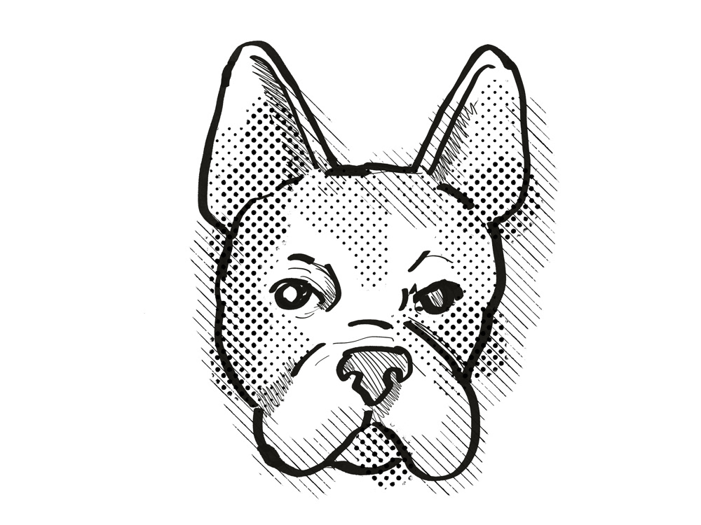Boston Terrier Dog Breed Cartoon Retro Drawing on Behance