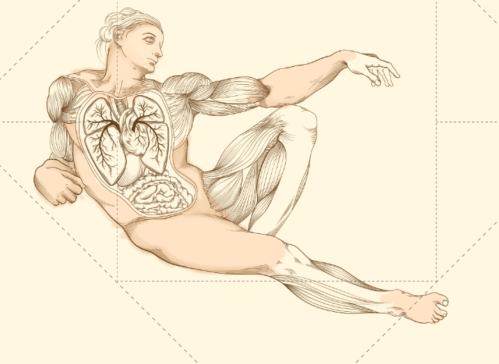 anatomy creation  bible human vintage Retro draw muscles bones  skin organs heart