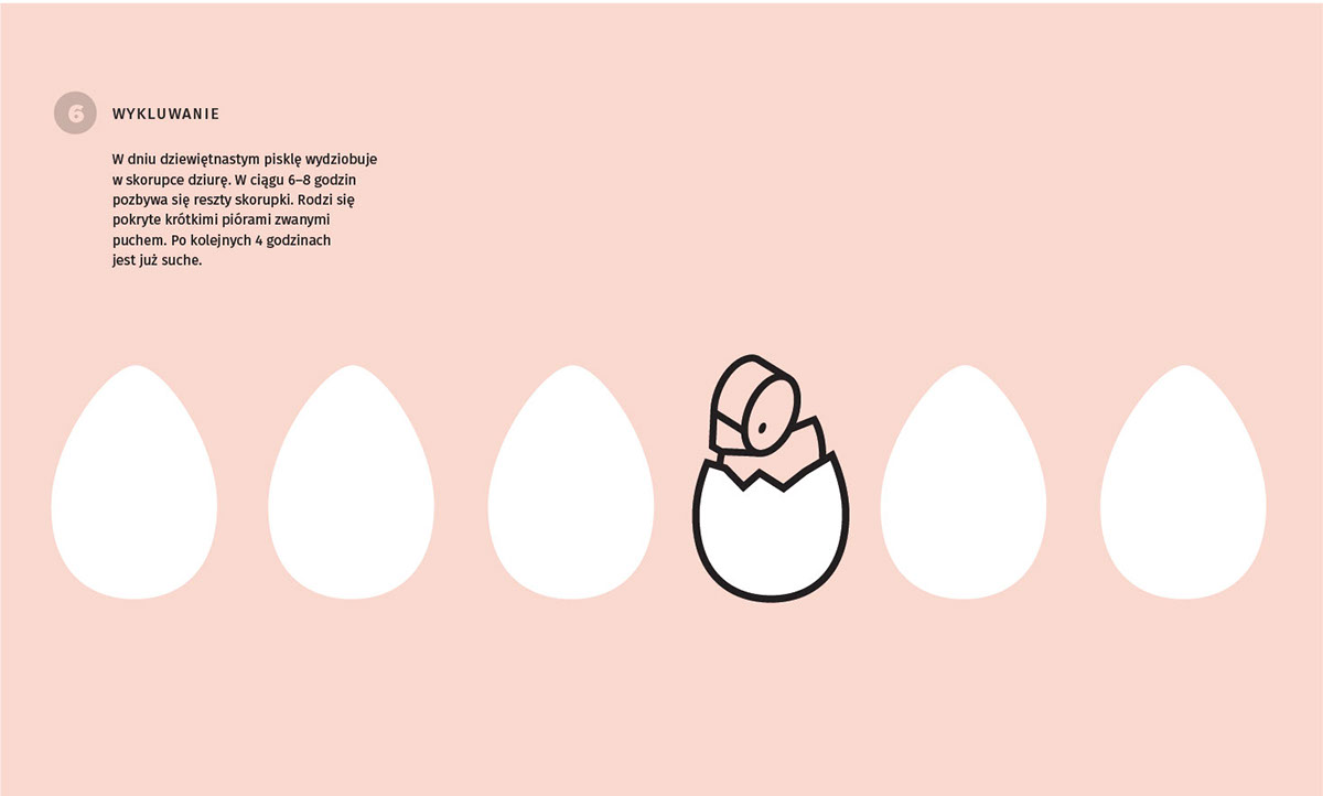 eggs Food  chickens infographics animal farming Factory Farming meat