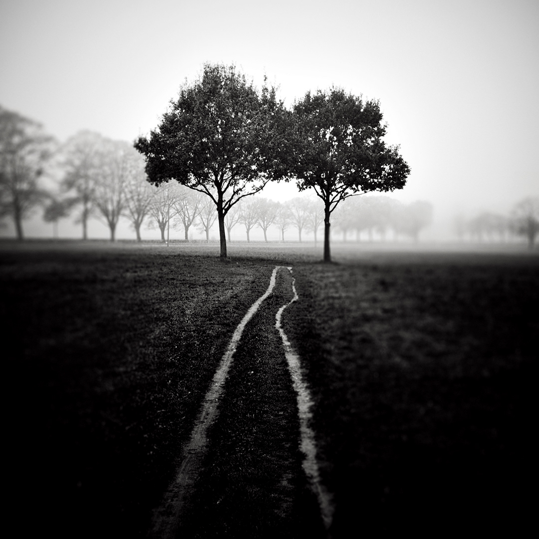 fields fog Tree  trees Minimalism monochrome blackandwhite