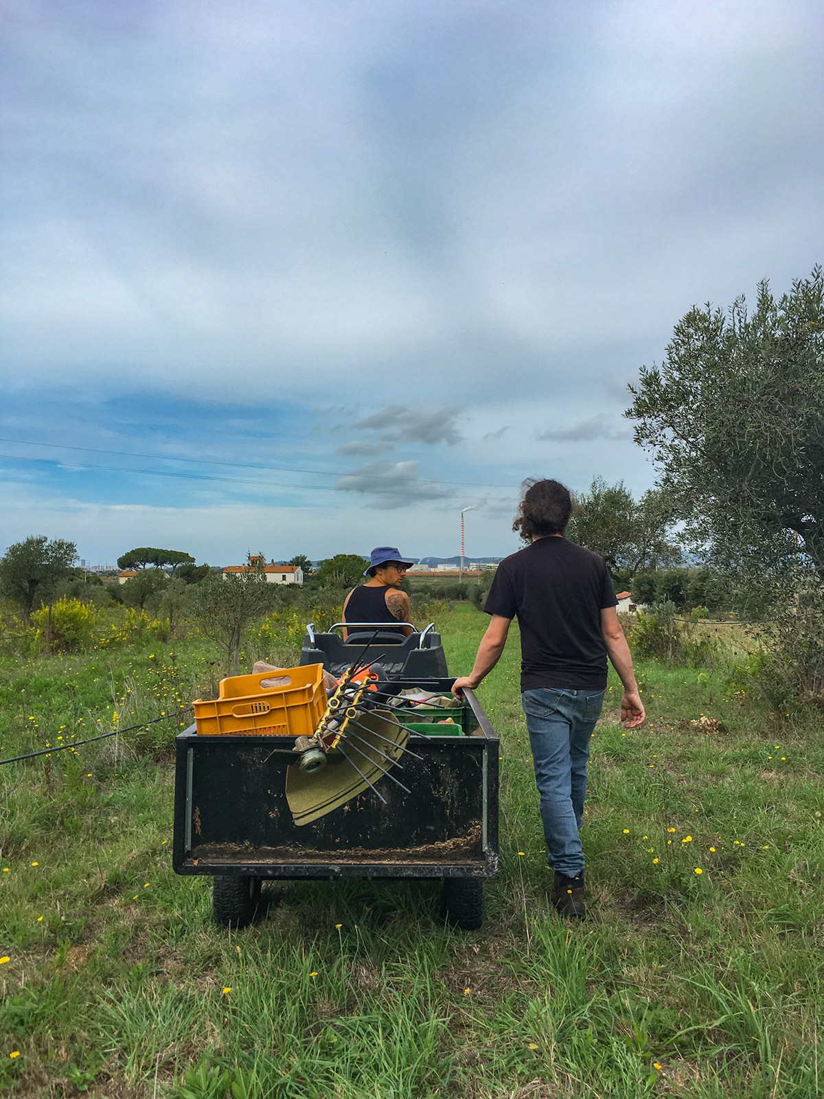 harvest Nature olive Photography  #oil #Tuscany 