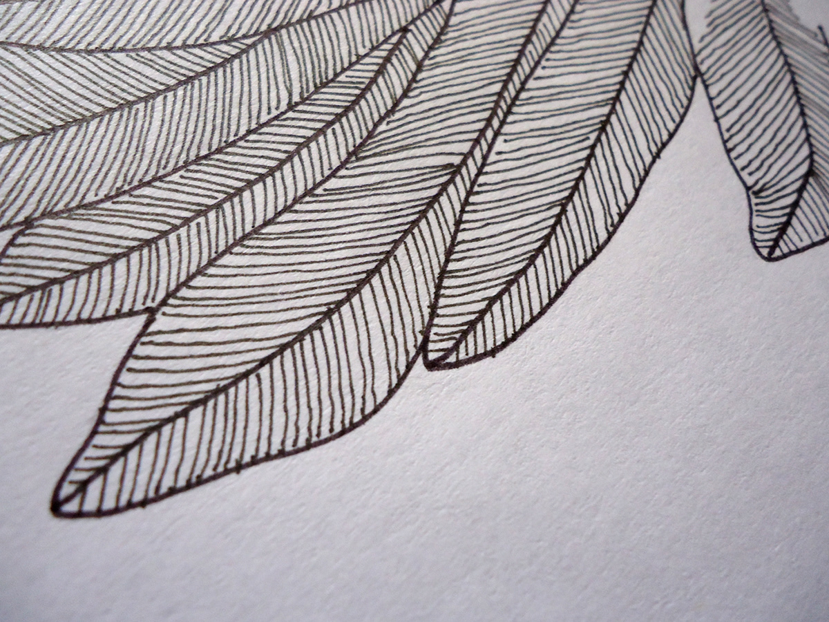 lines visual texture pen hand draw bird Fly
