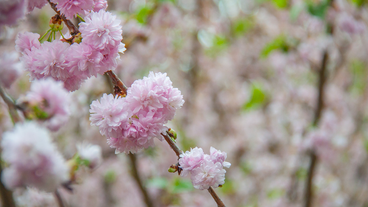 sakura flower Plant Flora Nature Cherry Blossom