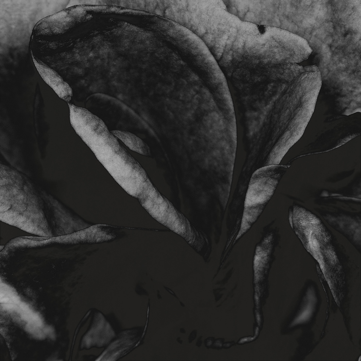 rose perfume Fragrance folds flower bloom Black&white square