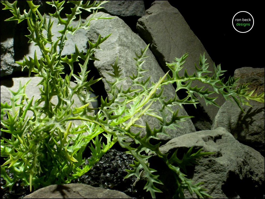 aquarium plants ronbeckdesigns dragons fern artificial