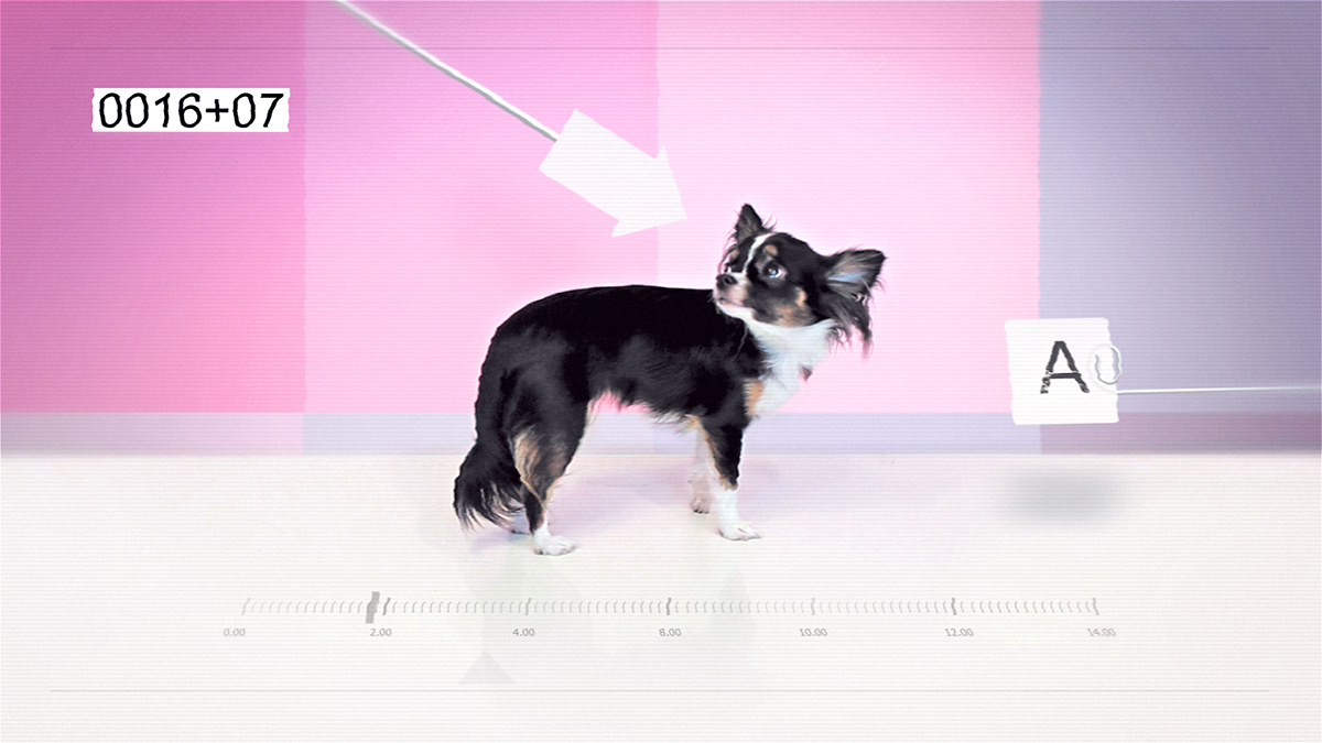IdN magazine Opening Title siedemzero motion design graphic 3D dog poland polska Hong Kong Spot jingle