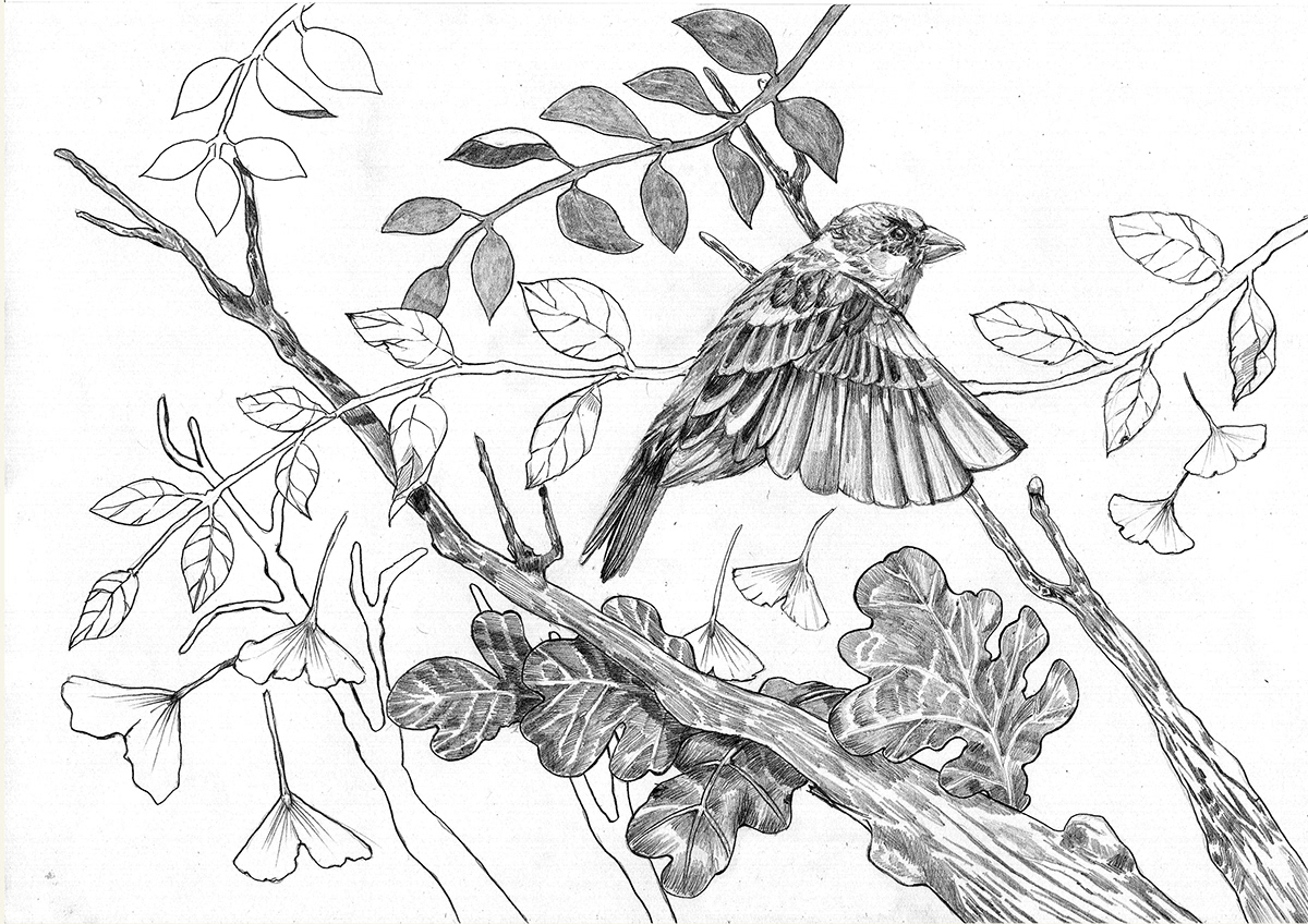 animal  sparrow  fawn   koi  fish   flowers   graphite  pencil  mixed media  photoshop