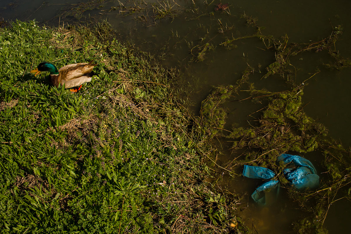 duck wildlife destruction pollution photoshoot photos selfishness karma lake Ambient