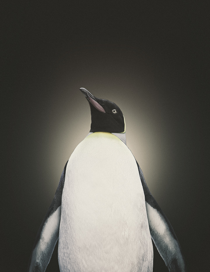 animals portraits Commerical penguin bear condor crane studio