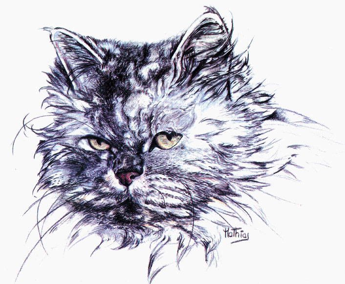 illustrationframboise Cat Pet dog Illustrative paint drawings dessin communication Nature bio ecologie