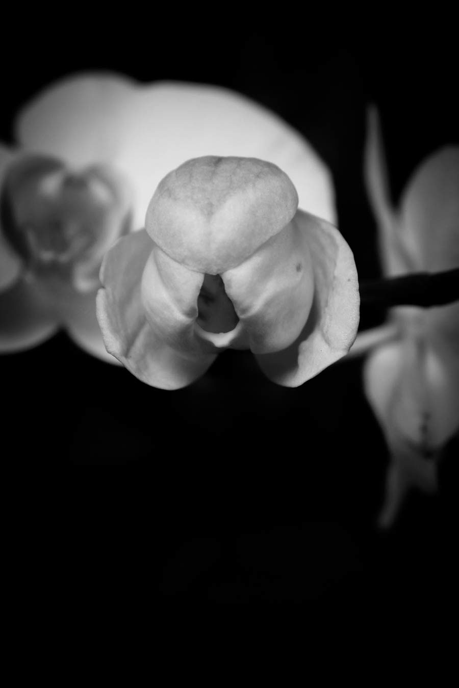 black and white b/w dramatic orchids floral Nature Botanicals