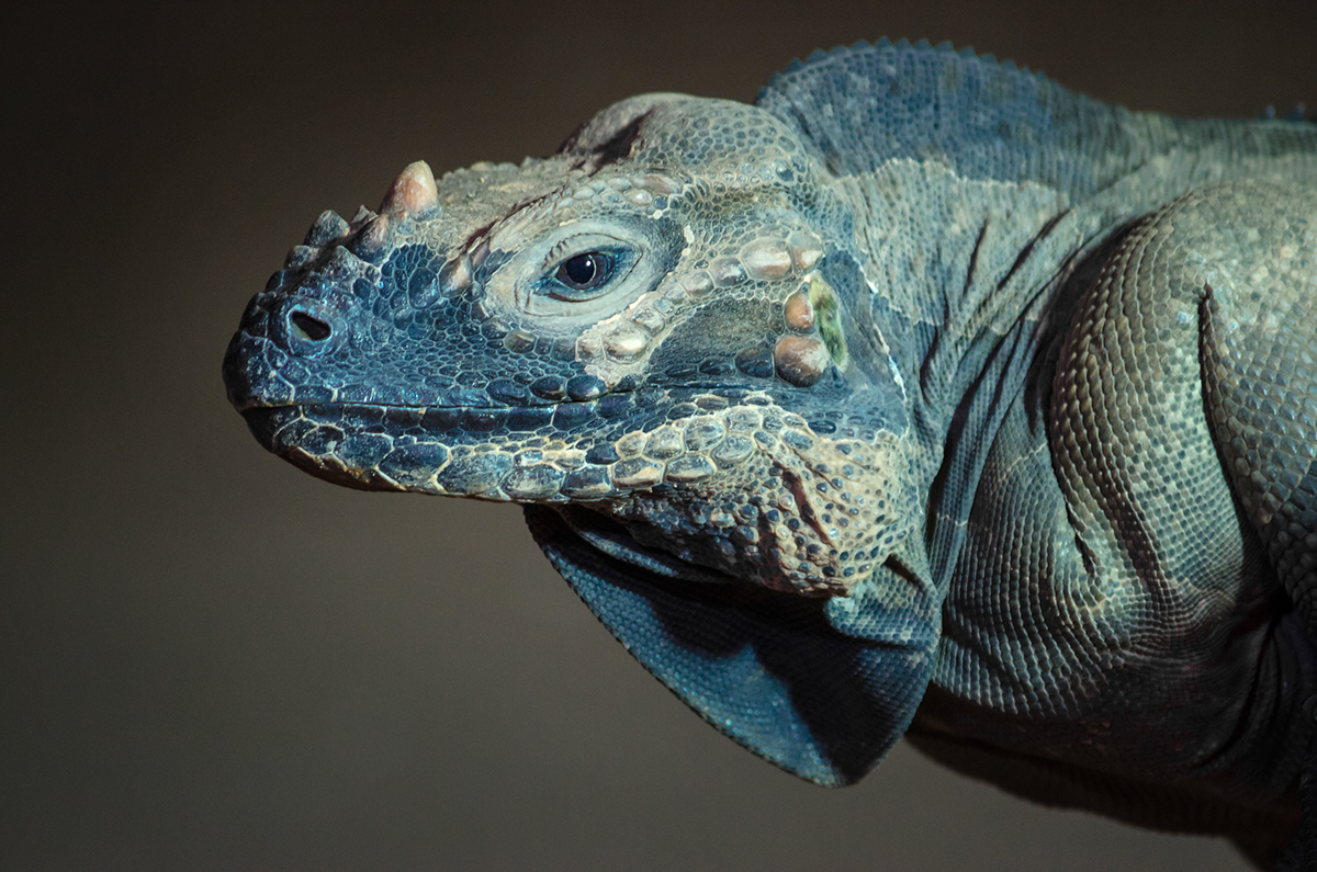 small little dragon iguana animal lizard Saurian zoo horned lizardlike reptile reptilian photoshop creative design