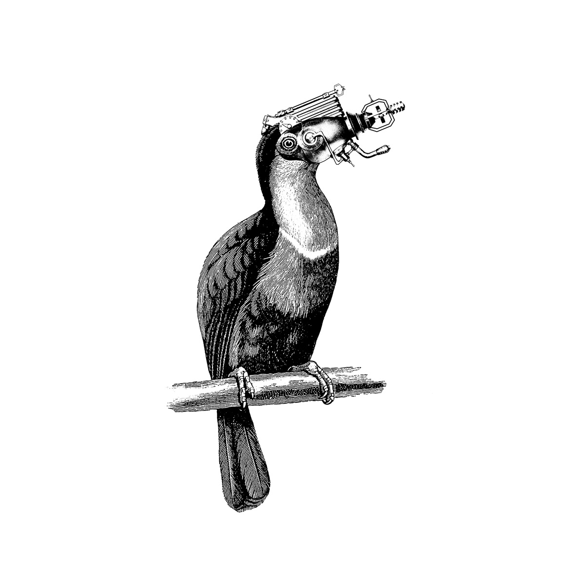 birds animals Raygun ray  gun  bird laser