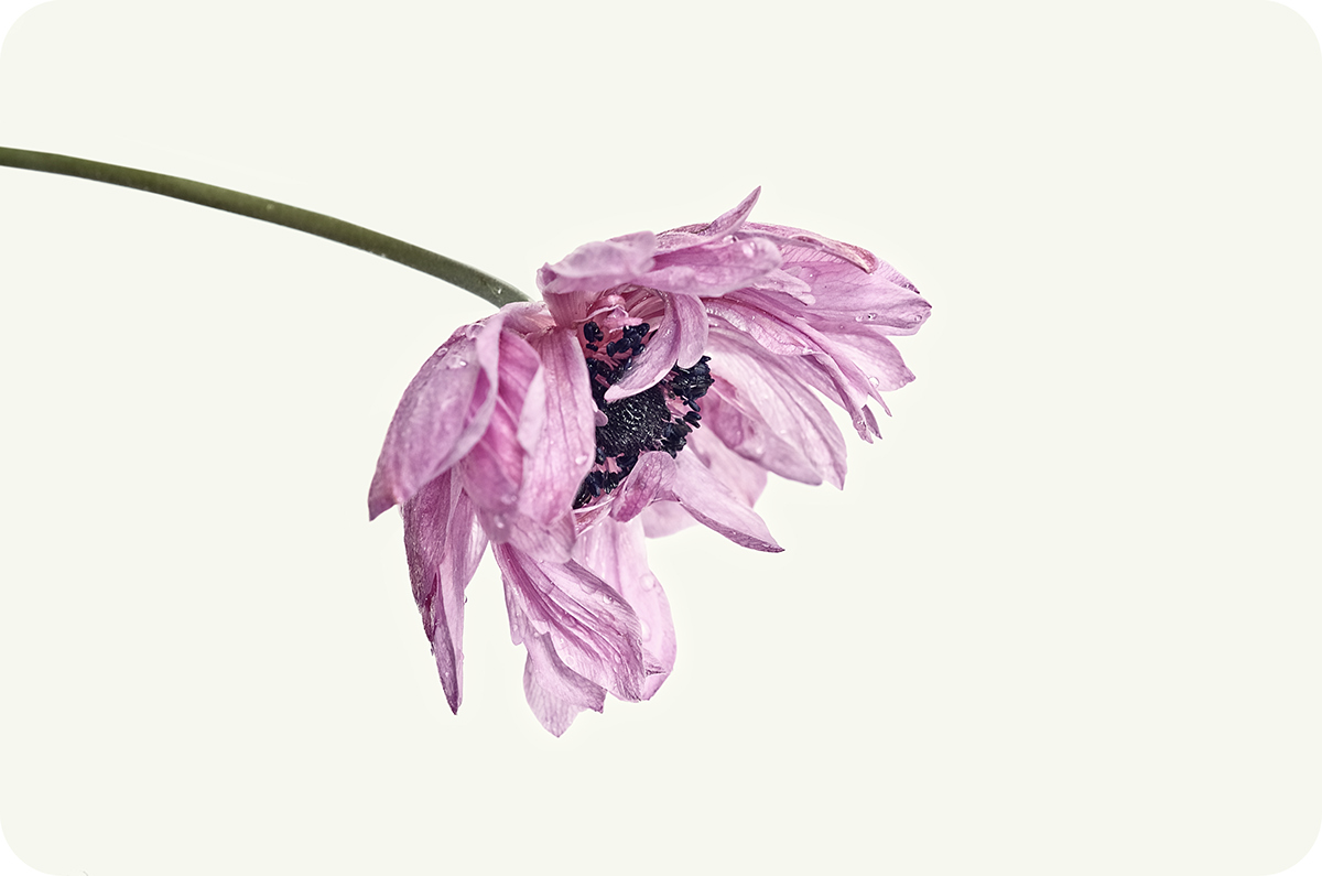 Flowers poppy anemone peony dahlia