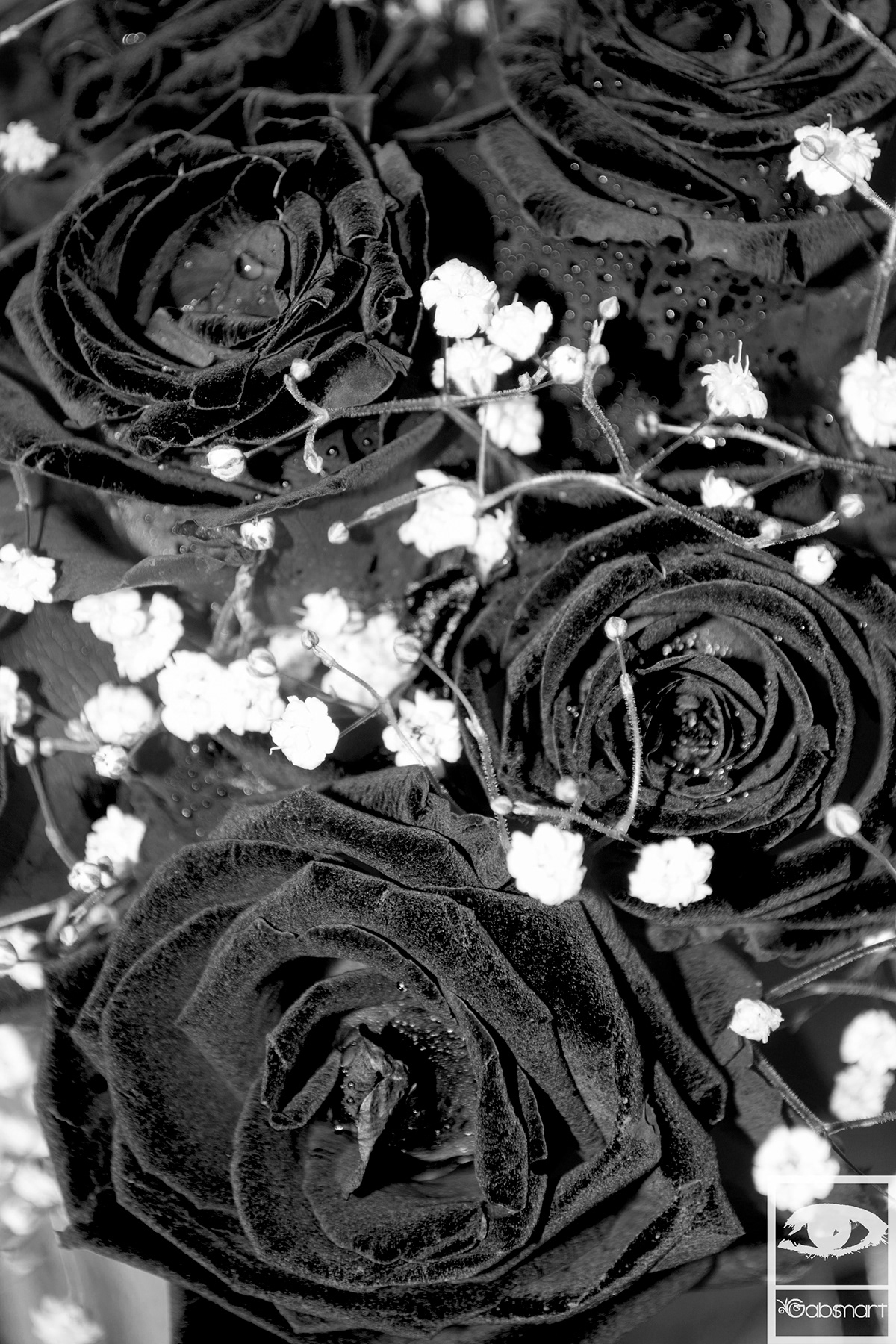 terciopelo velvet rose flower texture