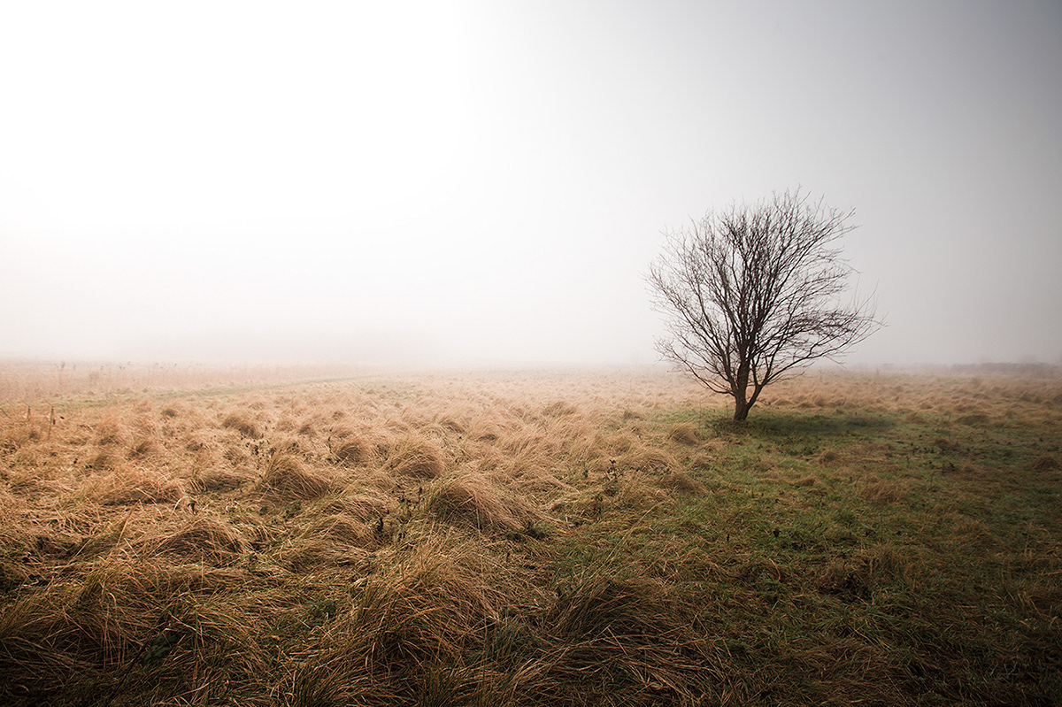 silence Holland Netherlands dutch quiet simplicity Nature trees Landscape landscapephotography