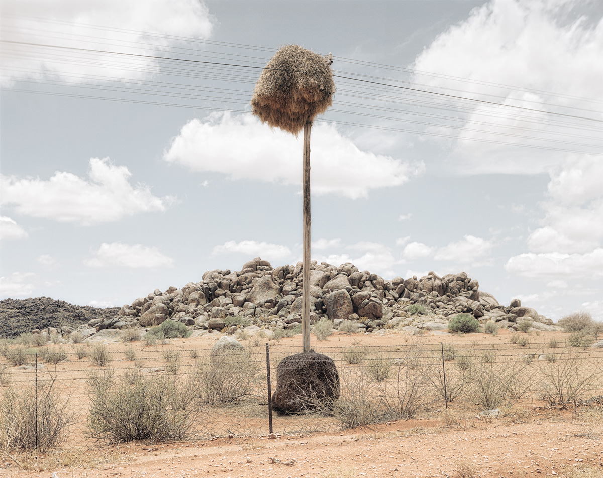 weaver bird nests kalahari telephone poles south africa