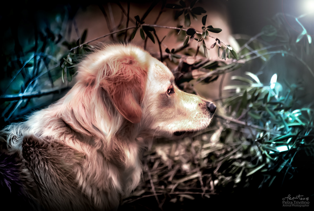 Pet petphotography petratrivilino animalphotographer Fotografia animali natura Adobe Photoshop lightroom dog