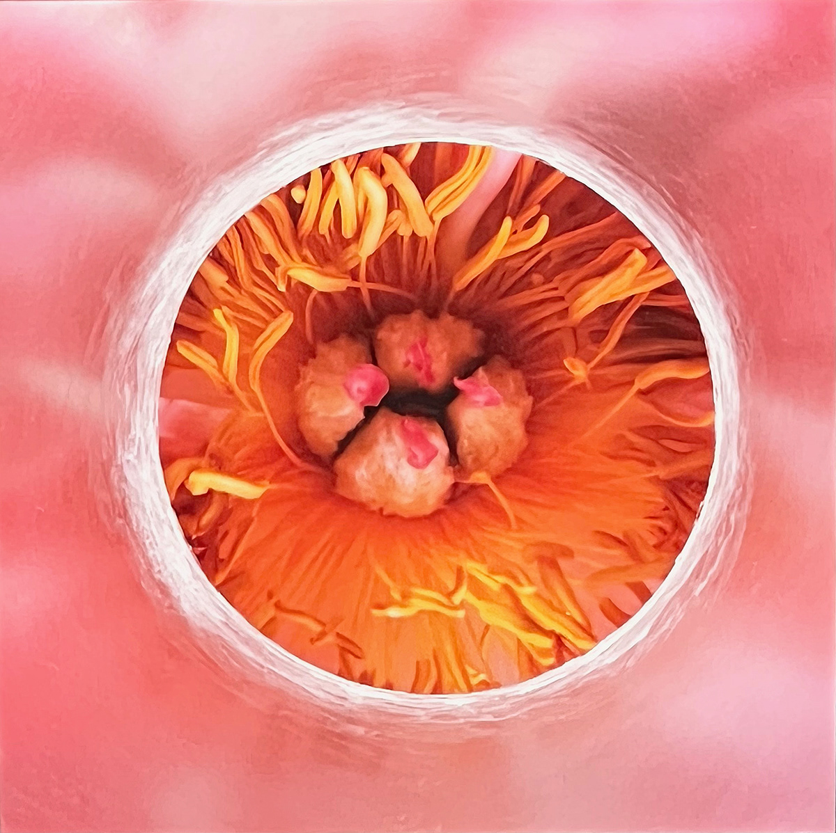 Adobe Portfolio acrylglas climate change contemporary art fine art Flowers mixed media photoblock Photography  square