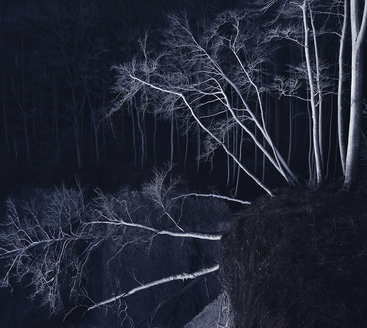 dark darkness DAWN forest moon night trees wood
